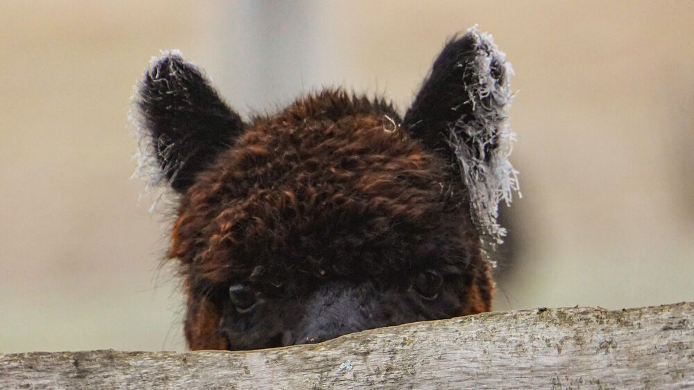 Alpaca watching from a distance